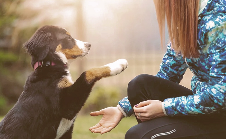 dog hand signals training