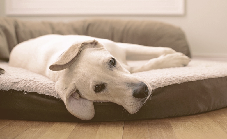 Dog lying on large dog bed