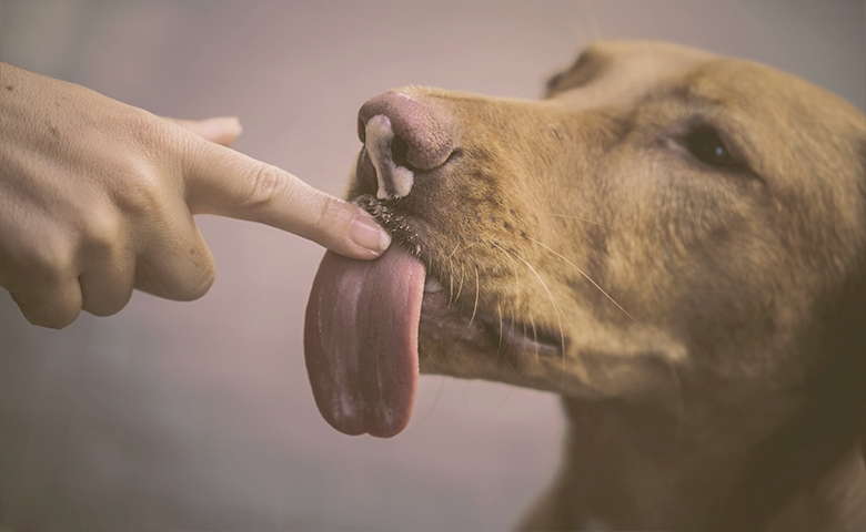 dog licking finger with peanut butter dog licking finger with peanut butter