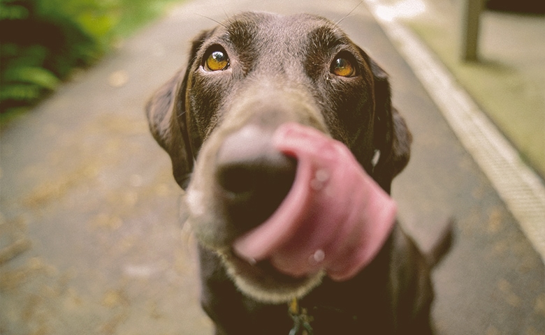 dog licking his nose