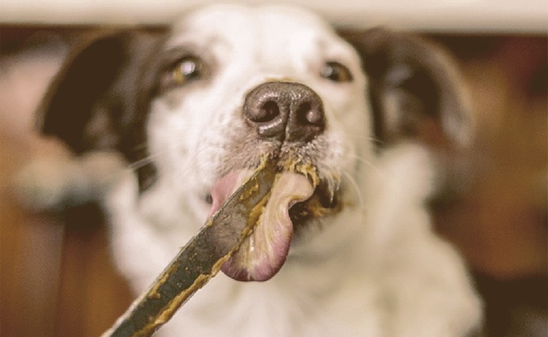 dog licking knife with peanut butter