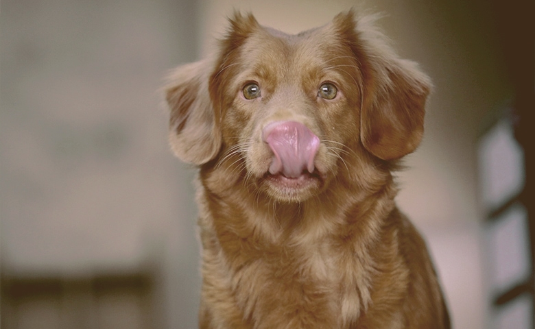 dog licking mouth dog licking mouth