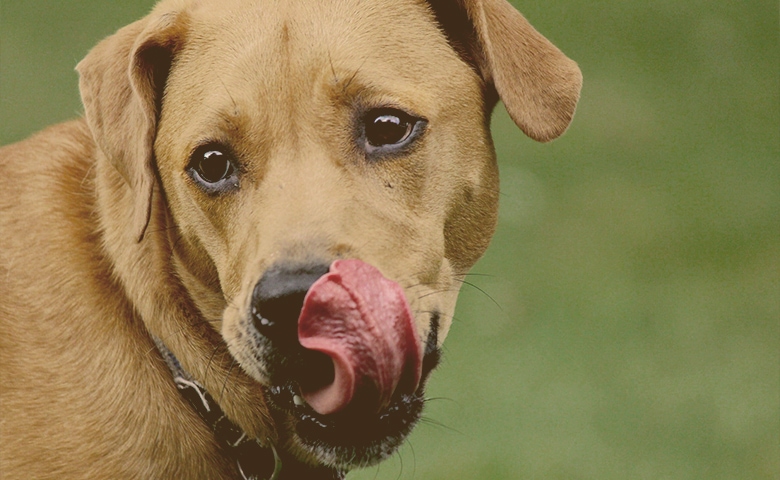 dog licking mouth dog licking mouth
