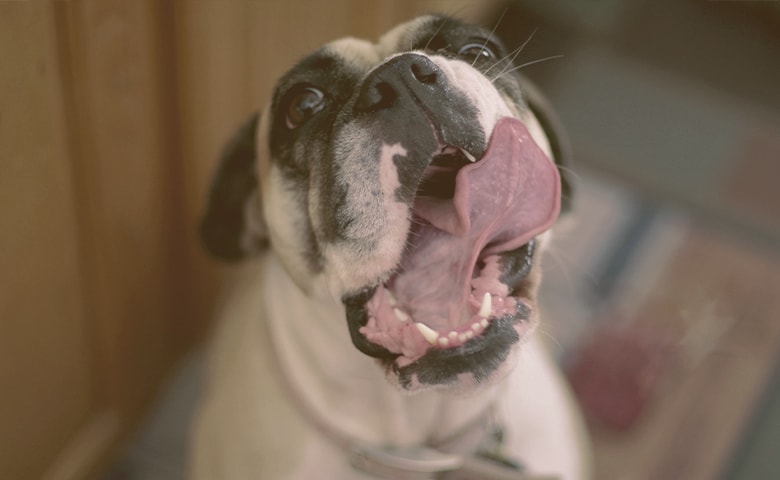 dog licking mouth dog licking mouth