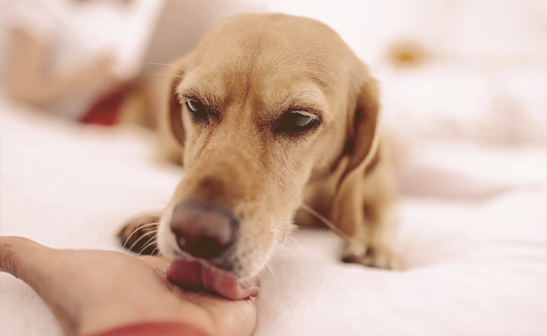 dog licking owner hand