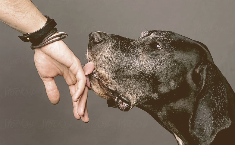 dog licking owner hand