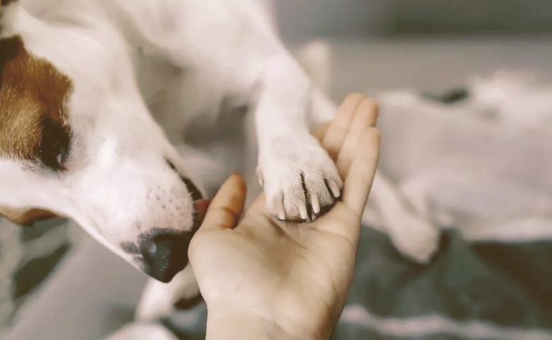 dog licking owner hand