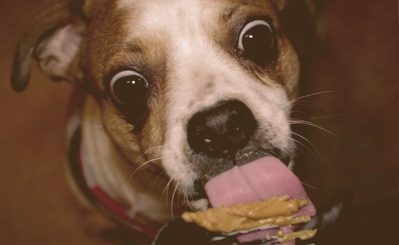 dog licking peanut butter
