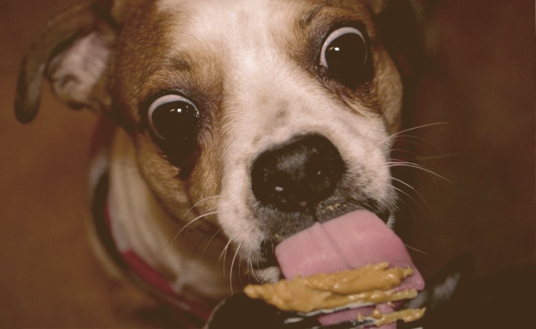 dog licking peanut butter dog licking peanut butter