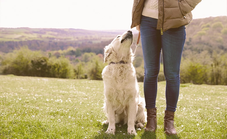 dog looking at his owner waiting for command