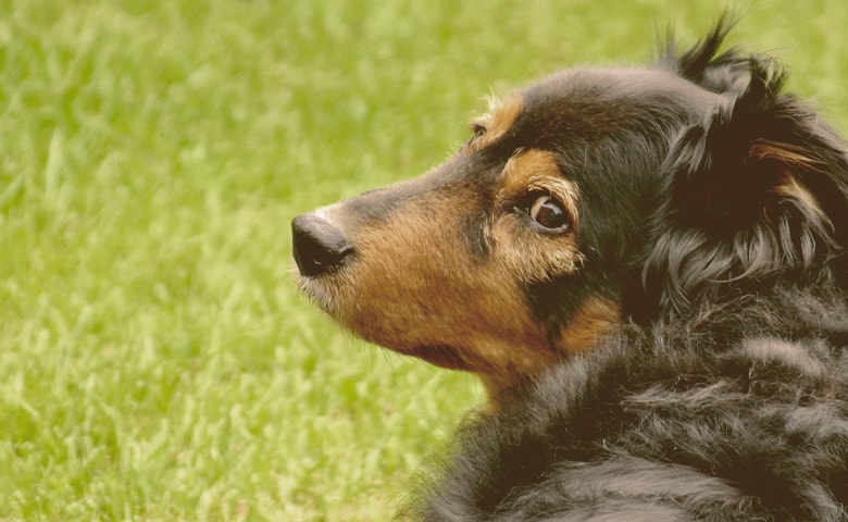 dog looking back