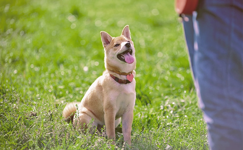 dog looking with attention to his owner