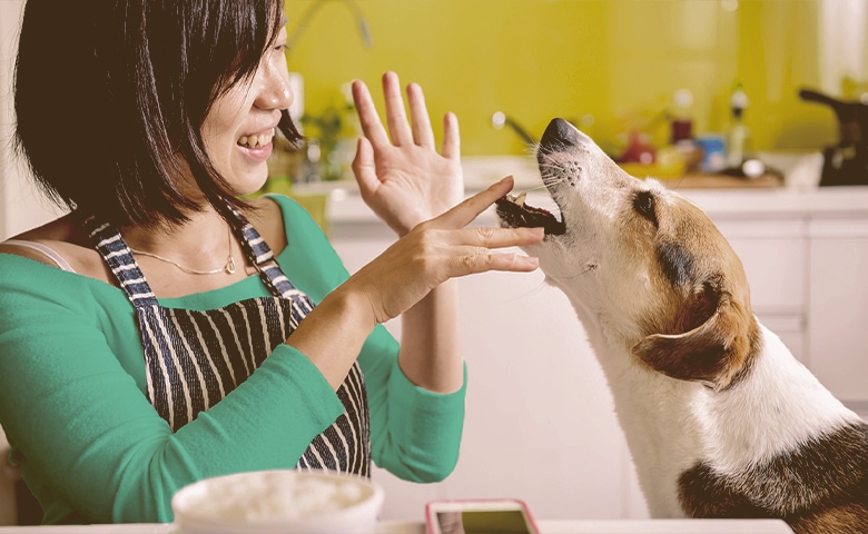 dog playing with owner