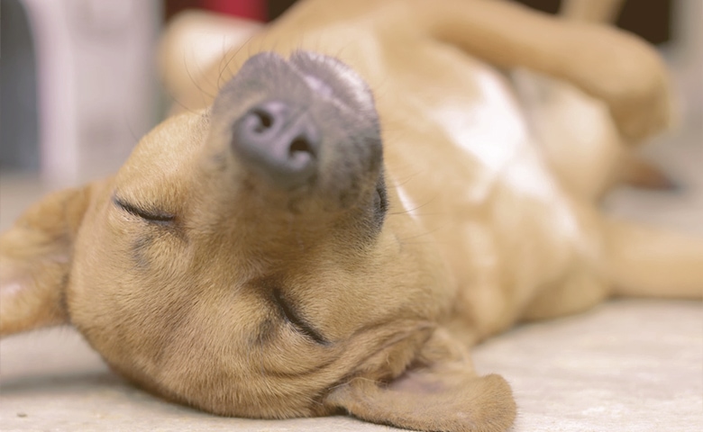 dog sleeping belly up