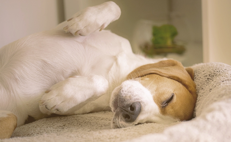 dog sleeping belly up dog sleeping belly up