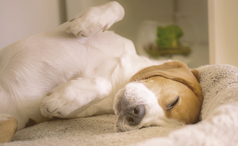 dog sleeping belly up