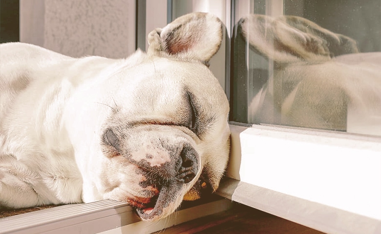 dog sleeping near to a door