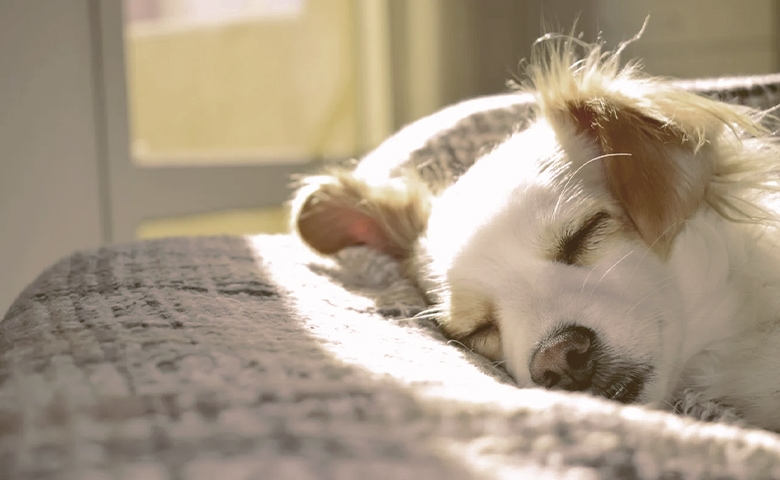 dog sleeping on his bed