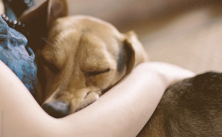 dog sleeping on owner lap