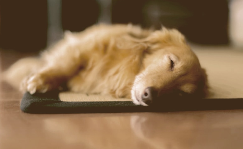 dog sleeping dog sleeping