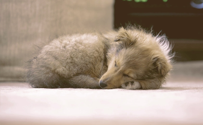 dog sleeping