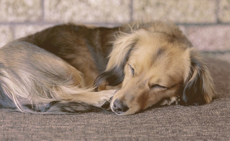 dog sleeping