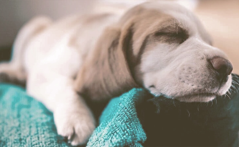 dog sleeping dog sleeping