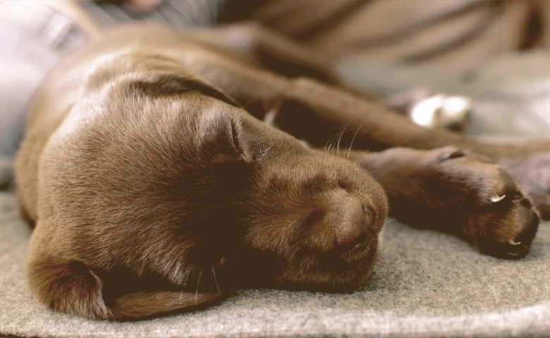 dog sleeping