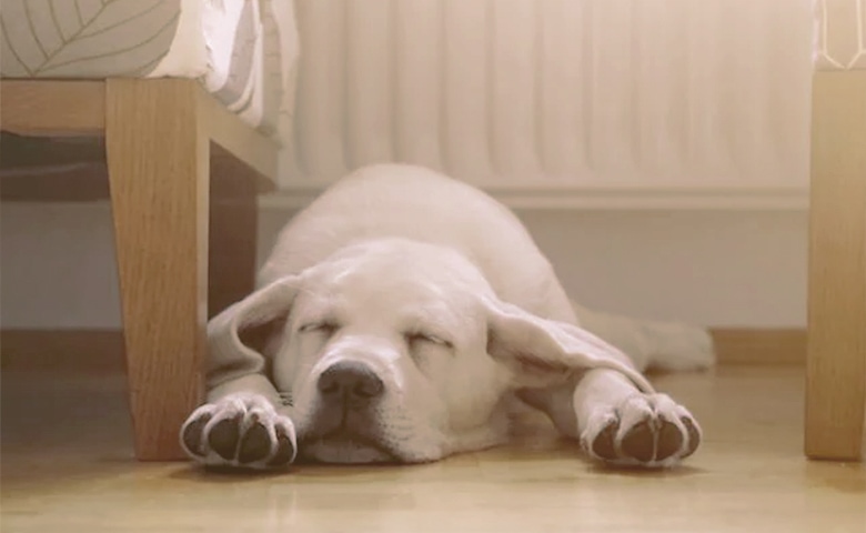 dog sleeping dog sleeping