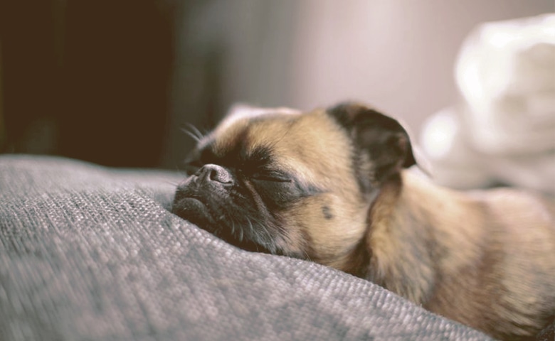 dog sleeping dog sleeping
