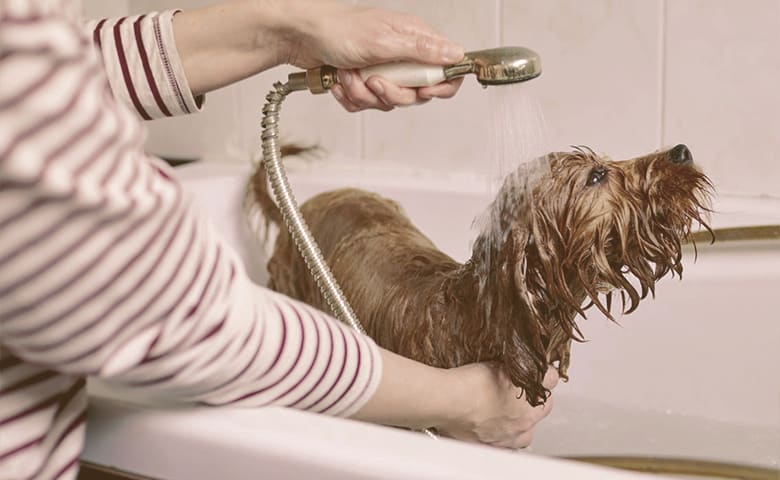 dog taking a bath