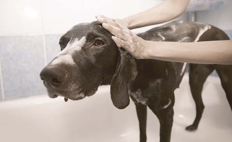 dog taking a bath