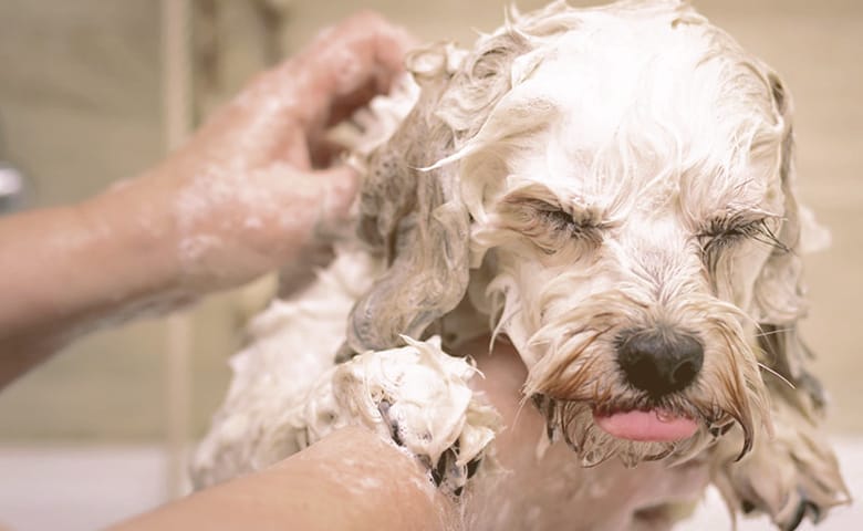 dog taking a bath