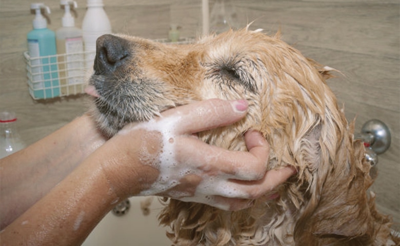 dog taking a bath