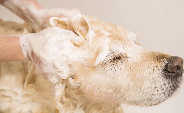 dog taking a bath