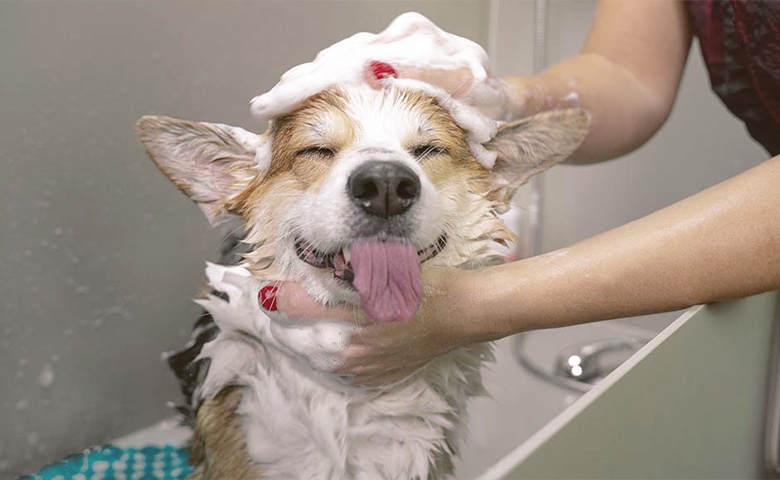 dog taking a bath