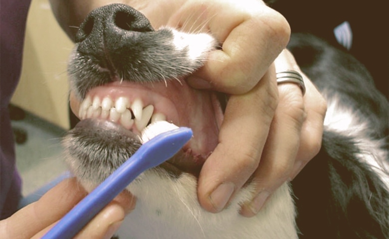 dog tooth cleaning