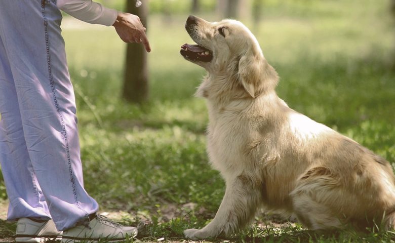 dog training