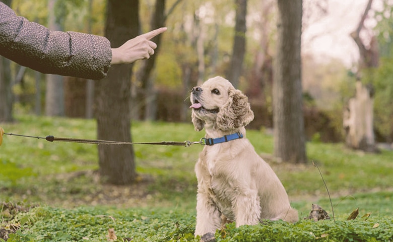 dog training