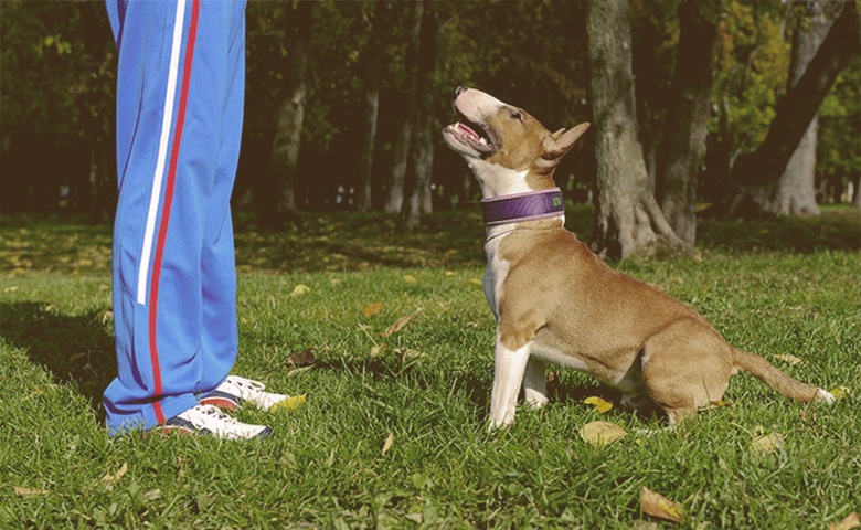 dog training dog training