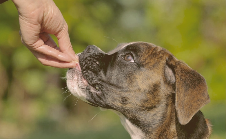 dog treat dog treat