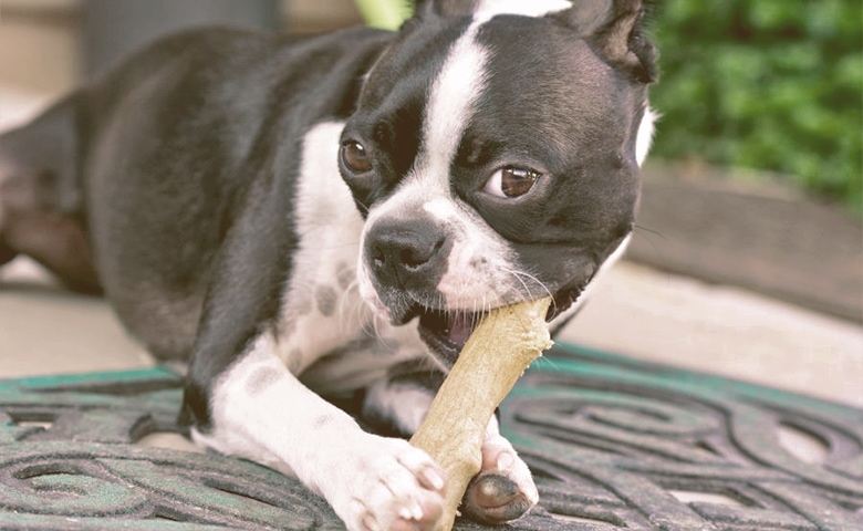 dog with a dental treat dog with a dental treat