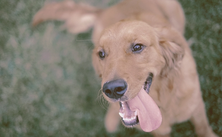 dog with tongue out