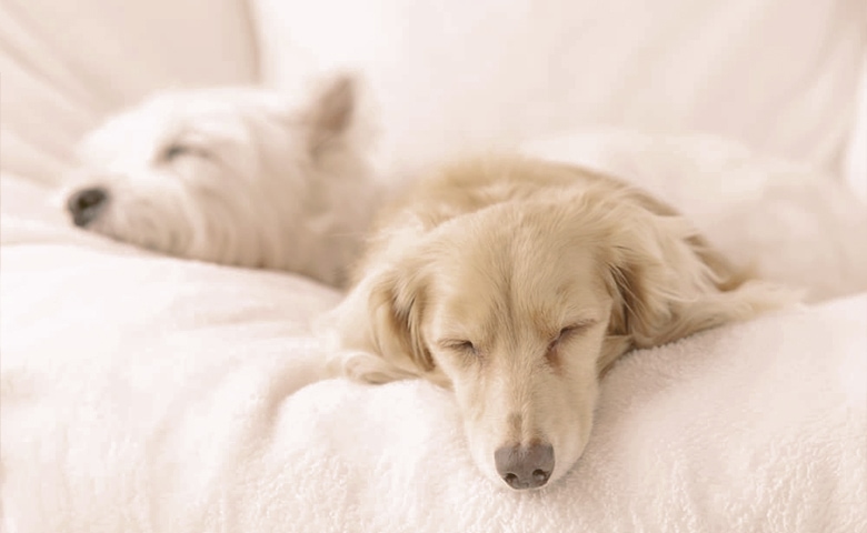 dogs sleeping together