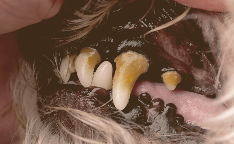 dog's teeth with Tartar