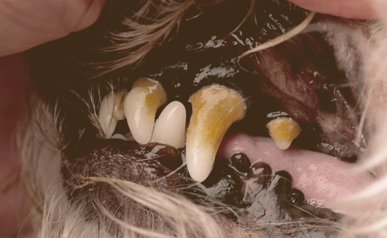dog's teeth with Tartar dog's teeth with Tartar