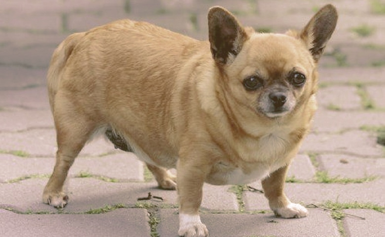 fat dog fat dog
