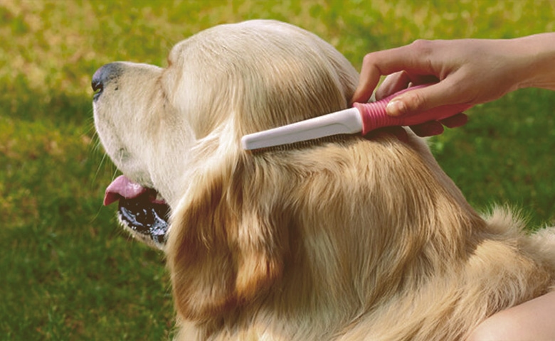Golden Retriever being brushed Golden Retriever being brushed
