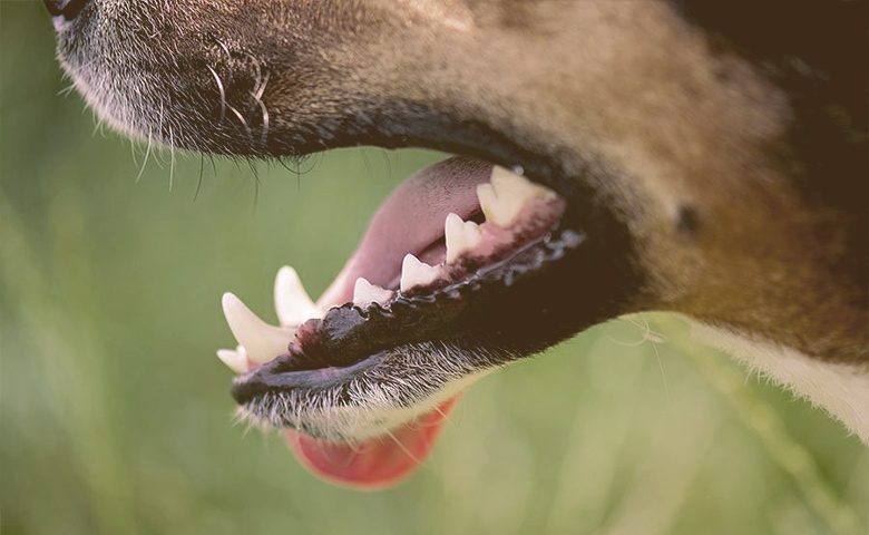 healthy dog teeth