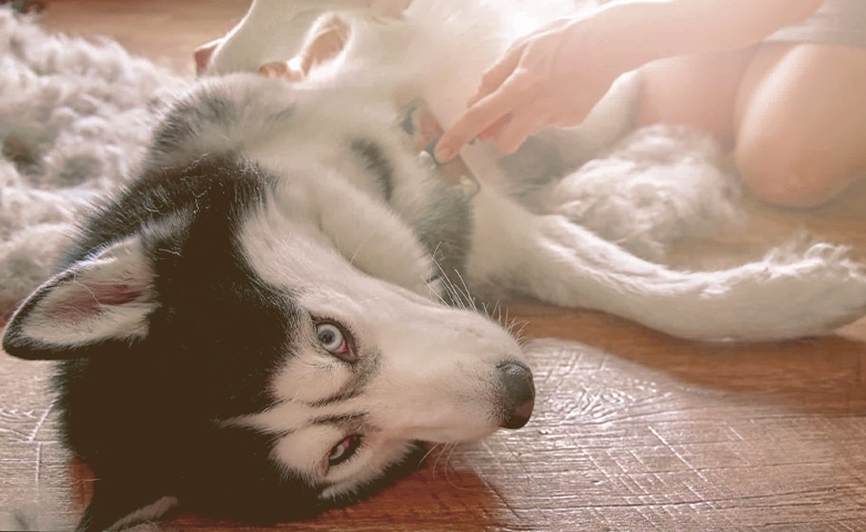 husky being brushed by owner